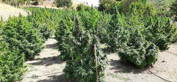 Diyarbakır’daki operasyon sonrası ateşe verildi: 1 ton 530 kilogram esrar ve 2 milyon 850 kök skunk...