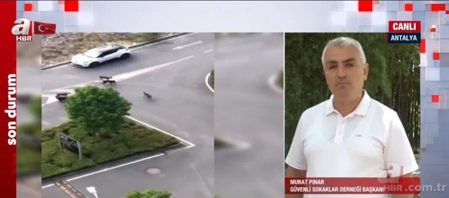 İşte sokak köpekleri için hazırlanan yasa teklifi! Başıboş köpek sorununa nasıl çözüm bulunacak? 20