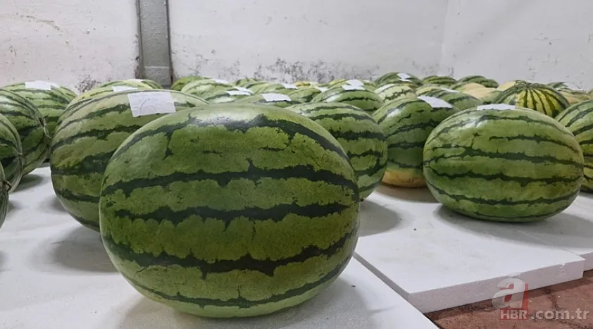 Güvercin gübresi ile özel olarak üretildi! Sır gibi saklanan 64 adet karpuz korumaya alındı: Nedeni şaşkına çevirdi 1