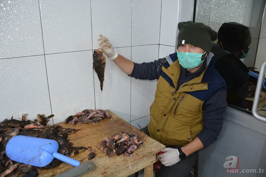 Zehirli dikenleri var! İçi lezzet deposu! Korkutucu görüntüsüyle dikkat çeken balığın fiyatı bakın ne kadar? 57