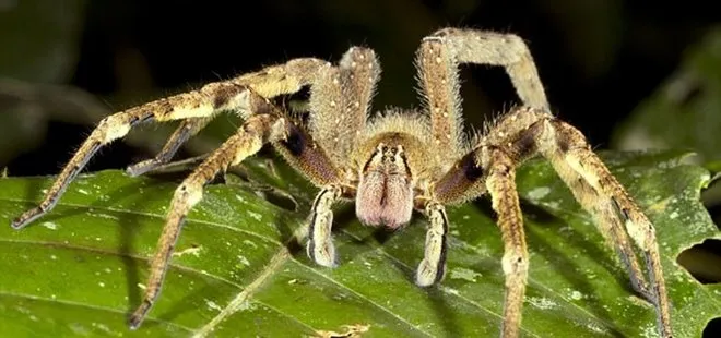 Meksika’da yeni bir dev örümcek türü keşfedildi