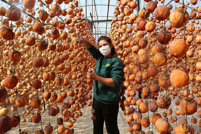 Manisalı Melek 40 kilo ile başladı şimdi yıllık 50 ton cennet elmasını kurutup satıyor - 3