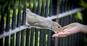 Turistler yoğun ilgi gösteriyor...