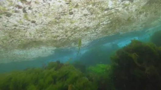 İstanbul'da deniz salyası şoku! Menekşe Deresi de... - 7