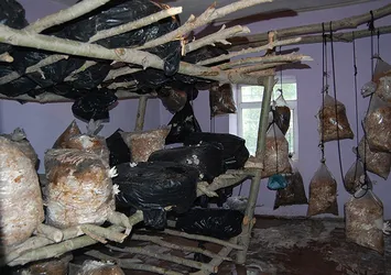 Evinde istiridye mantarı yetiştirdi