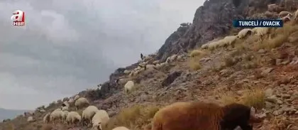 Ölümcül karşılaşma! Saldırgan ayılar ile kangallar karşı karşıya