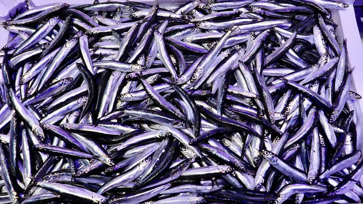 Balıkçıların yüzü gülüyor! Tezgahlarda hamsi ve sardalya bereketi