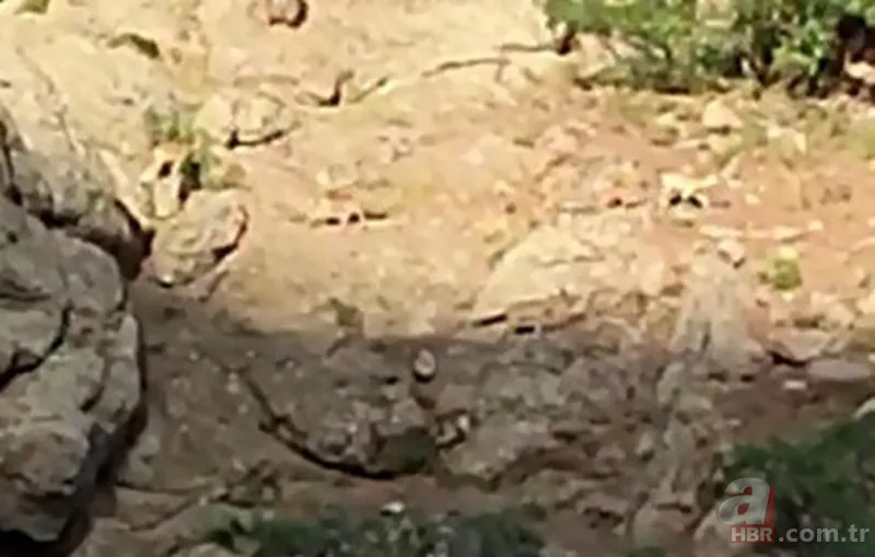 Görüntüler Trabzon’dan! Ender rastlanan türler Of’ta ortaya çıktı 9