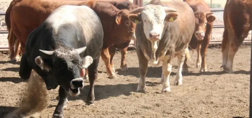 Kurbanlık dana sahibini öldürdü