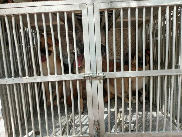 vahset-bahcesinde-10-olu-kopek-bulunan-kadin-gozaltina-alindi-1628273178804.jpeg Komşular kötü kokudan şikayetçi oldu! Bahçede 10 köpek ölüsü bulundu - 1