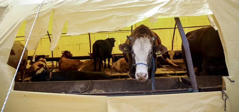 kurban ile ilgili ayetler ve hadisler arefe gunu kurban kesilir mi kurban ne zaman nasil kesilir