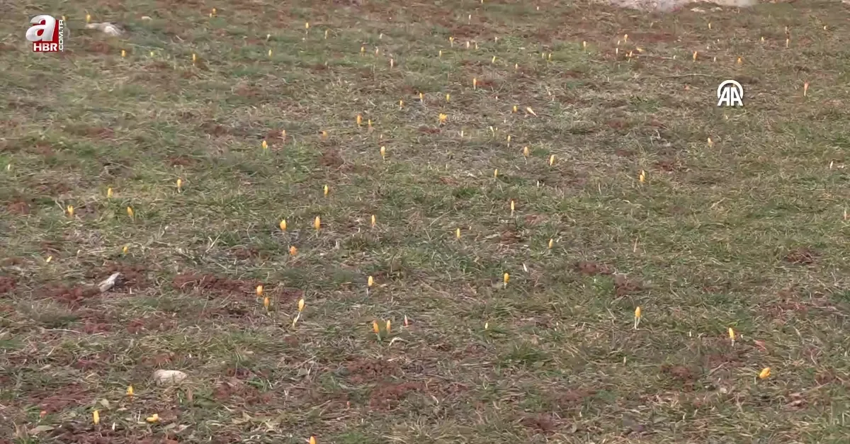 Karabük'te çiğdemler erken çiçek açtı
