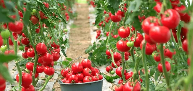 Sebze fiyatını yarı yarıya düşürecek model! Start verildi sırada 29 il var