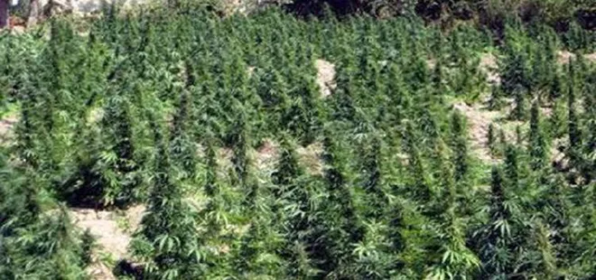 Malatya'da 11 bin kök kenevir ele geçirildi