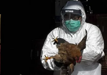 Hindistan'da bir çocukta kuş gribi vakasına rastlandı
