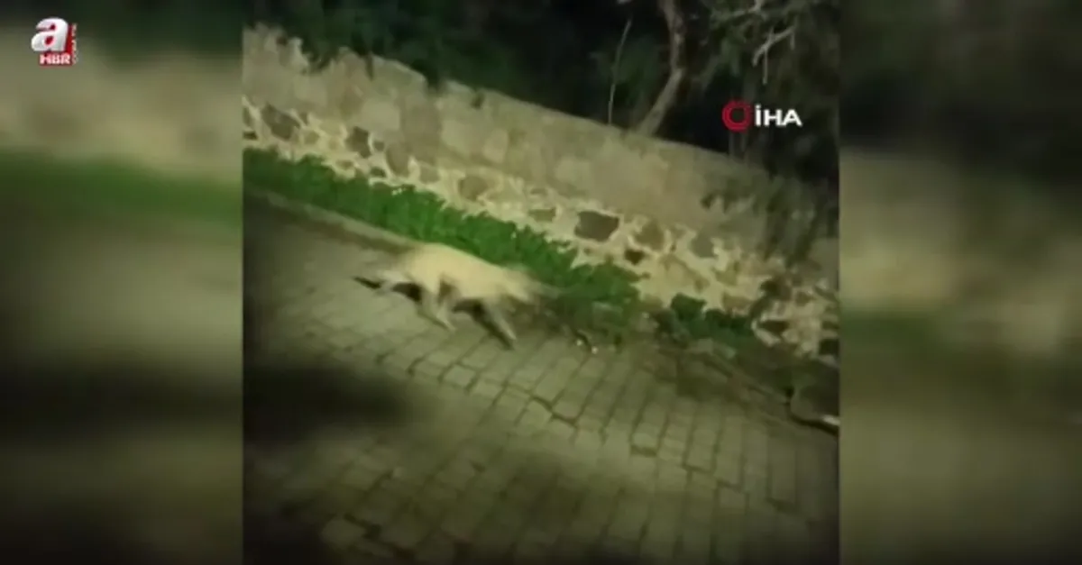Bodrum'da kurt sürüsü görüntülendi