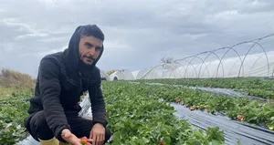 Antalyalı seracı hayatının şokunu yaşadı!