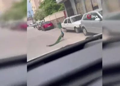 Sokak ortasında ilginç anlar