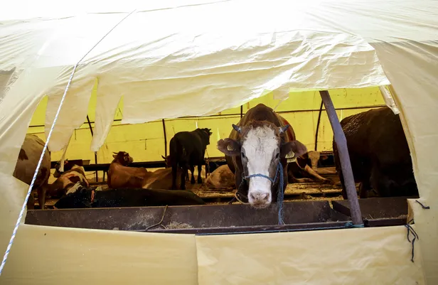 Son dakika: Bayramda sokağa çıkma yasağı olacak mı? 2020 Kurban Bayramı tarihi ne zaman?
