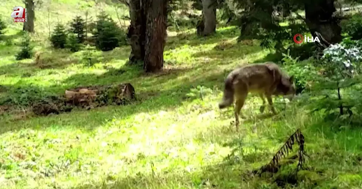 Bozkurt böyle görüntülendi