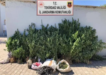 Zehir tacirlerine geçit yok! Tekirdağ'da 514 kök Hint keneviri ve 900 gram esrar ele geçirildi