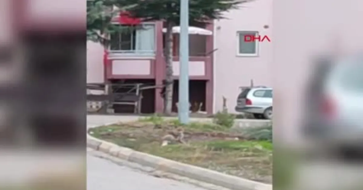 Aç kalan tilki şehre indi