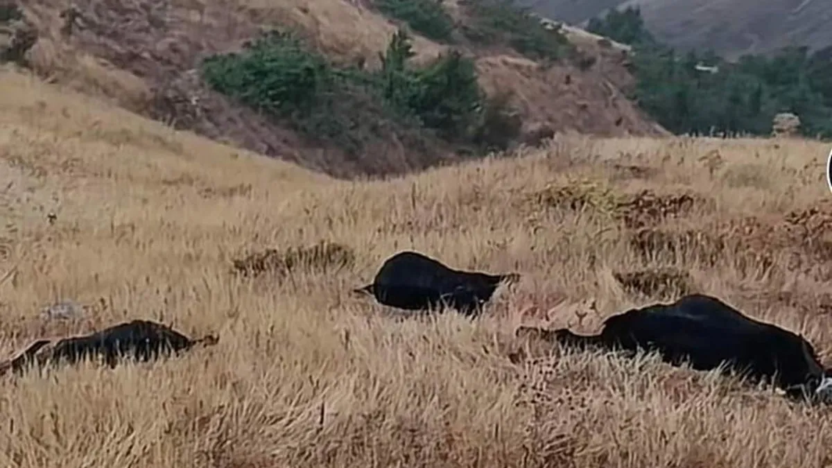 Elazığ'da yıldırım düştü! 20 küçükbaş hayvan telef oldu