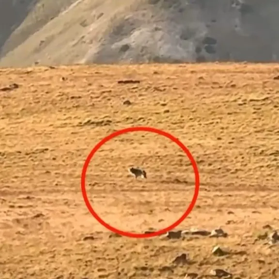 Sürüden kuzu kapmaya çalışan kurt kamerada
