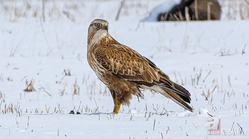 O ilimizde vahşi doğa belgeseli gibi görüntü! Koruma altındaki tür böyle avlandı 3