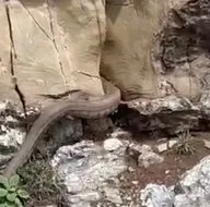 Görünce şoke oldu! 2 metrelik dev...