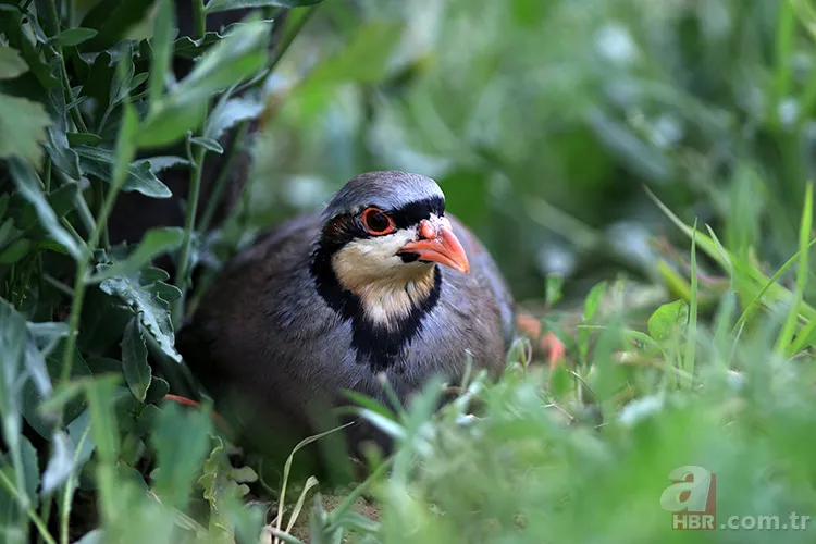 Türkiye Kene Haritası 2025 | Hangi illerde hangi kene türü var, zararlı mı? Yoğun oldukları bölgeler nereler? 5