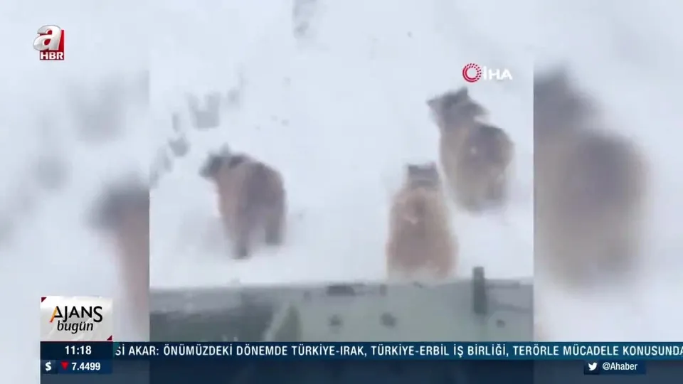 Kış uykusuna yatmayan ayılar şaşırttı