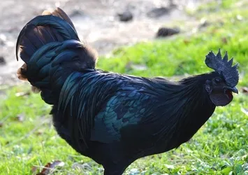 Servet değerinde! İç organlarına kadar her yeri siyah
