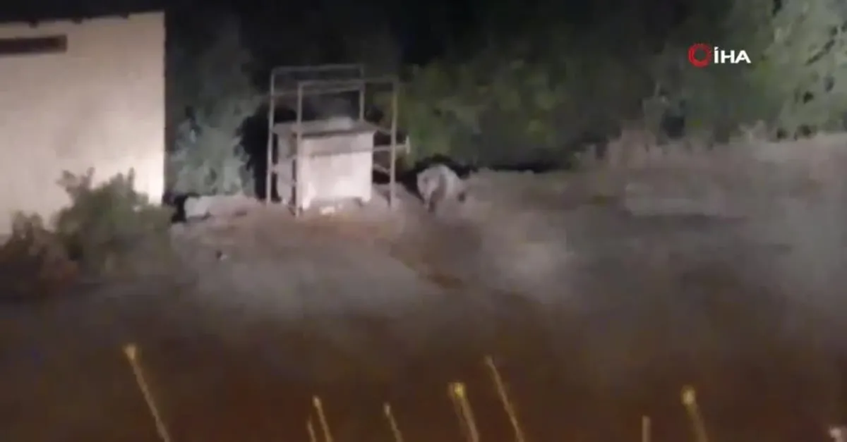 Ayılar şehir merkezine indi