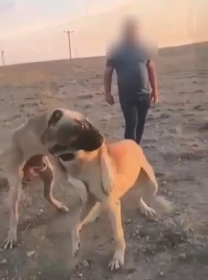 Aksaray'da köpek dövüşüne operasyon: 3 şüpheli yakalandı - 1