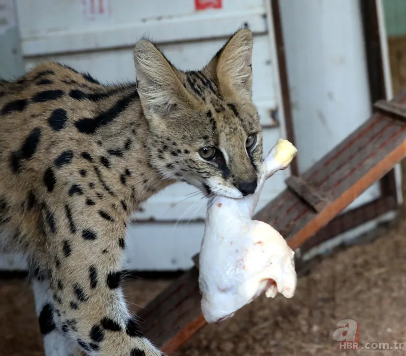 Kedigillerin en zor bulunan türü | İstanbul'da lüks bir malikanede ele geçirildi! Nesli neredeyse hiç kalmadı 2