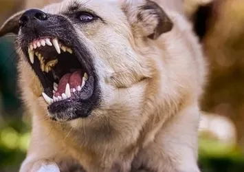 Sahipsiz hayvanların bakımevi dışına bırakılmasına sert önlem: Yüksek cezalar kesilecek!