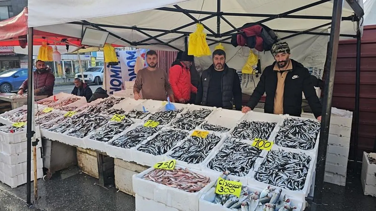 Tezgahlarda hamsi bolluğu! Kilosu 75 TL
