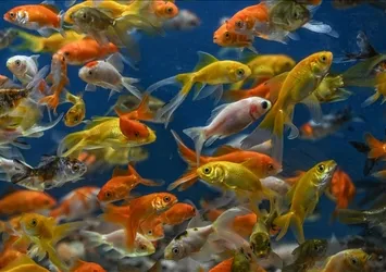 Japon balıkları çocukların kaygılarının giderilmesine yardımcı oluyor