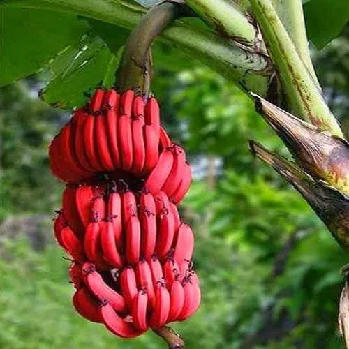 Ezber bozan meyve ’Red Dacca’
