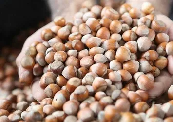 Fındık Fiyatları 2024 | Fındık fiyatları açıklandı mı, ne zaman açıklanacak? TMO 1 ton fındık ne kadar? Giresun fındık, levant...