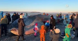 Karaya vuran dev şaşırttı