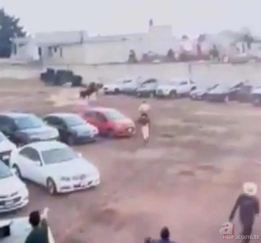 Kaçan boğa dehşet saçtı! Otoparka girip... 2