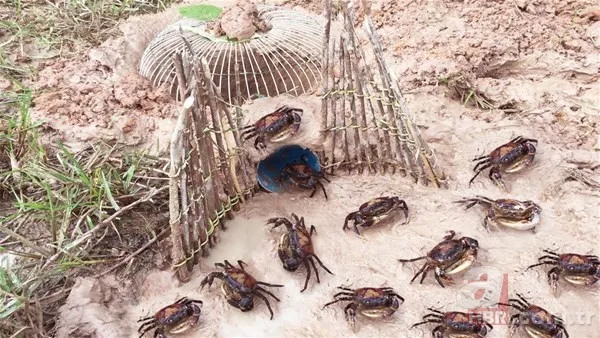 Erzincan'da eksi 20 derecede buzun altında balık avı! Onlarca balığı elleriyle böyle yakaladı: Güzel bir balık tutma tekniği 20