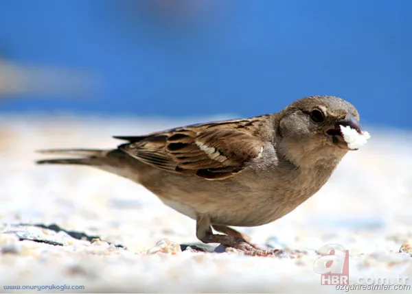 En uzun yaşayan hayvan hangisidir? 15