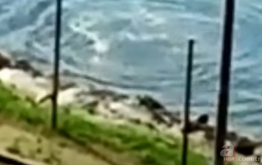 Gören şoke oldu! O ilimizde görüntülendi 17