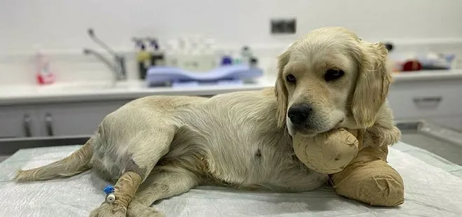Samsun’da patileri kesilen yavru köpek hayati tehlikeyi atlattı