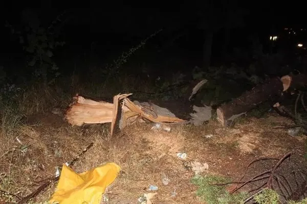 1688611367144.jpeg Fırtına Manisa'yı vurdu! Ağaçlar devrildi elektrik telleri koptu... - 2