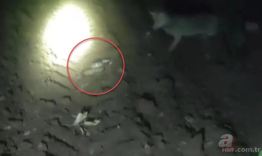 Domuz bekleyen çiftçi belgeselleri aratmayan görüntüler çekti! Tilki yılana saldırıp yedi 1