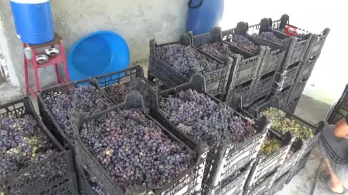 Batman'da üzümün pekmeze yolculuğu kamerada
